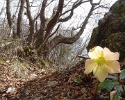 56 Elleboro colorato di giallo tra carpini neri